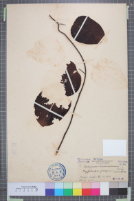 Specimen thumbnail